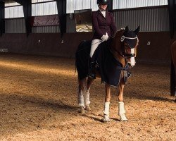 dressage horse Quadira L (German Riding Pony, 2017, from Quaterback's Junior)