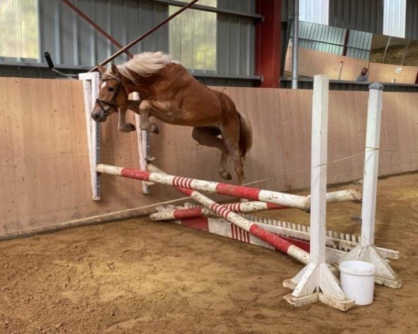 dressage horse Sir Corona (Edelbluthaflinger, 2020, from Starino (9,19% ox))