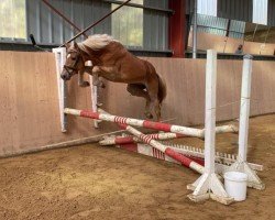 dressage horse Sir Corona (Edelbluthaflinger, 2020, from Starino (9,19% ox))