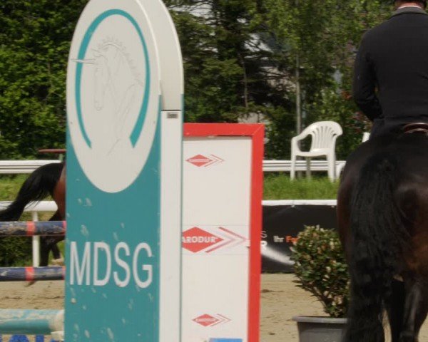 Reitturnier Bornheim-Widdig 2024
