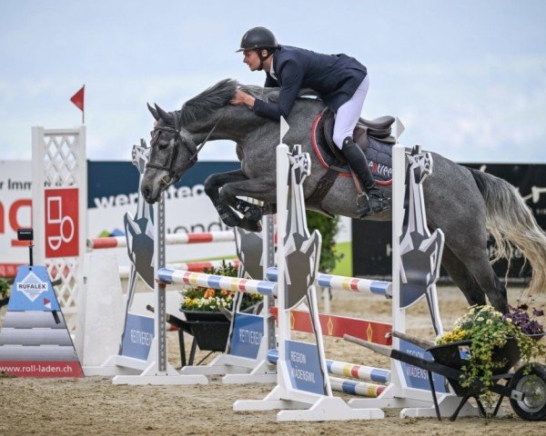 Springpferd Obolenskaja Vom Weihergut CH (Schweizer Warmblut, 2019, von Cornet Obolensky)