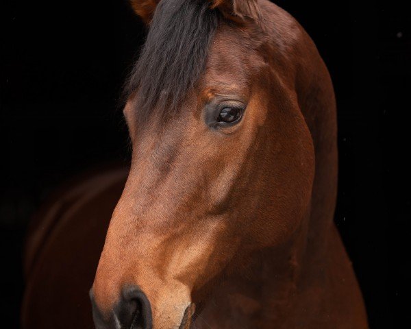 Dressurpferd Franco Di Santo 5 (Hannoveraner, 2017, von Franziskus FRH)