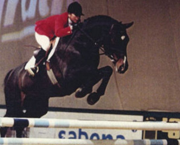 stallion Remondo (Westphalian, 1984, from Renaldo)