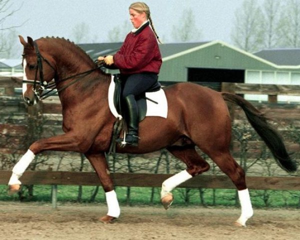 stallion Houston (KWPN (Royal Dutch Sporthorse), 1989, from Belisar)