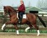 stallion Houston (Royal Warmblood Studbook of the Netherlands (KWPN), 1989, from Belisar)