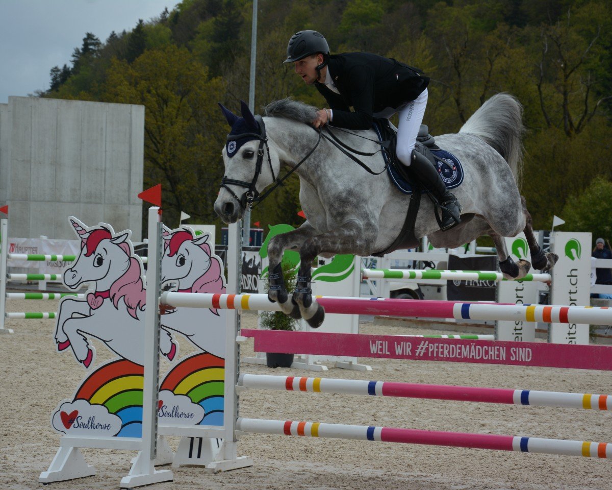 Zuchtstute Sindy Von Worrenberg (Schweizer Warmblut, 2013, von Stolzenberg)