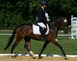 broodmare Steverheides Donna de Wetschen (German Riding Pony, 2009, from Don Miguel Fh)