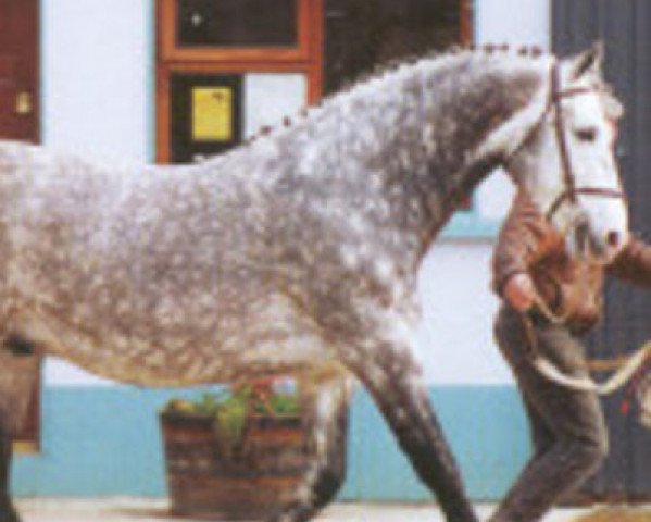 stallion Glidawn Diamond (Irish Draft Horse, 1983, from King of Diamonds)