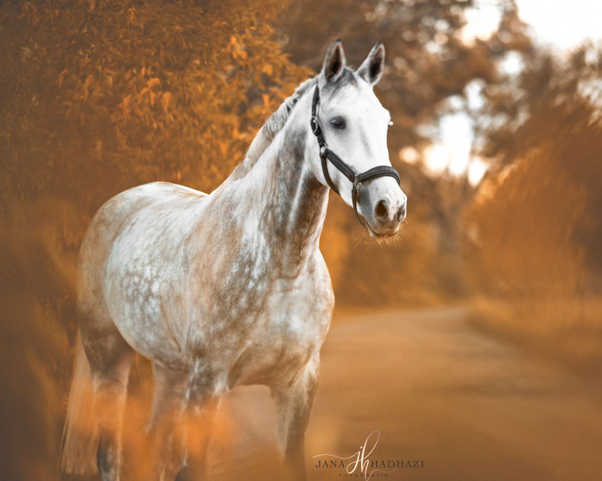 broodmare Jody Rect (KWPN (Royal Dutch Sporthorse), 2014, from Dakar VDL)