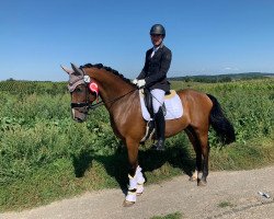 dressage horse Funkenflug 13 (Hanoverian, 2014, from Tannenhof's Fahrenheit)