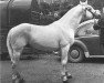 Deckhengst Carna Bobby (Connemara-Pony, 1946, von Gil)