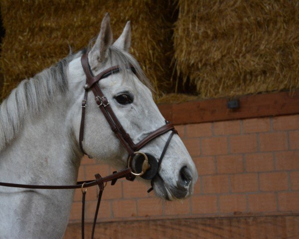 Springpferd Erico Hoy (Selle Français, 2014, von Bel Reinhart Z)