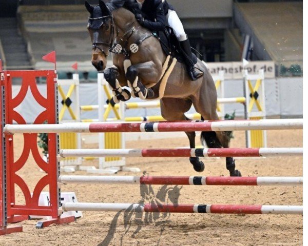 Springpferd Lamaz (Deutsches Sportpferd, 2011, von Stationar)