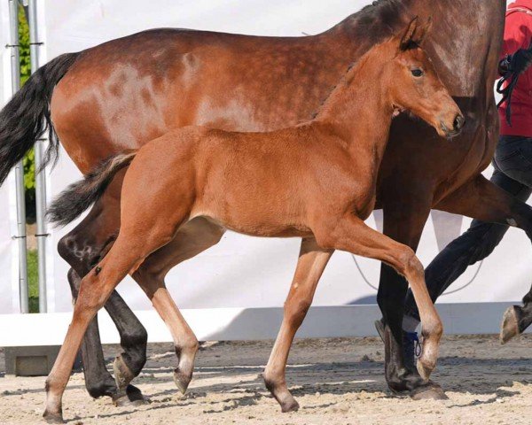 foal by Burning Love (Westphalian, 2024, from Be my Dancer)