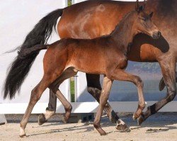 dressage horse Full Moon (Westphalian, 2024, from Fair Deal)