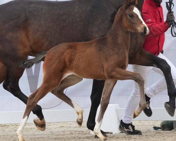 foal by Vaiana (Westphalian, 2024, from V-Power)