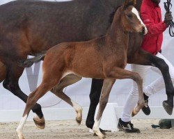 dressage horse Vaiana (Westphalian, 2024, from V-Power)