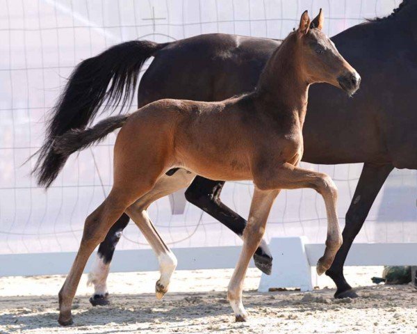 foal by Special Agent (Westphalian, 2024, from Sebastino PS)