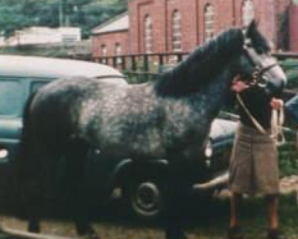 Deckhengst Rebel Wind (Connemara-Pony, 1960, von Inver Rebel)
