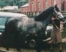 stallion Rebel Wind (Connemara Pony, 1960, from Inver Rebel)