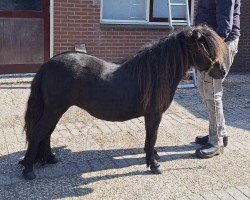 Zuchtstute Rox Lucswolle (Shetland Pony, 2022)