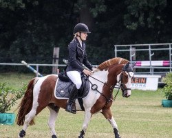 dressage horse Next Level 5 (KWPN (Royal Dutch Sporthorse), 2014)