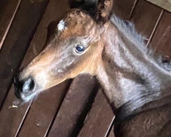 foal by Herbstpaganini (Trakehner, 2024, from Preussen Party)