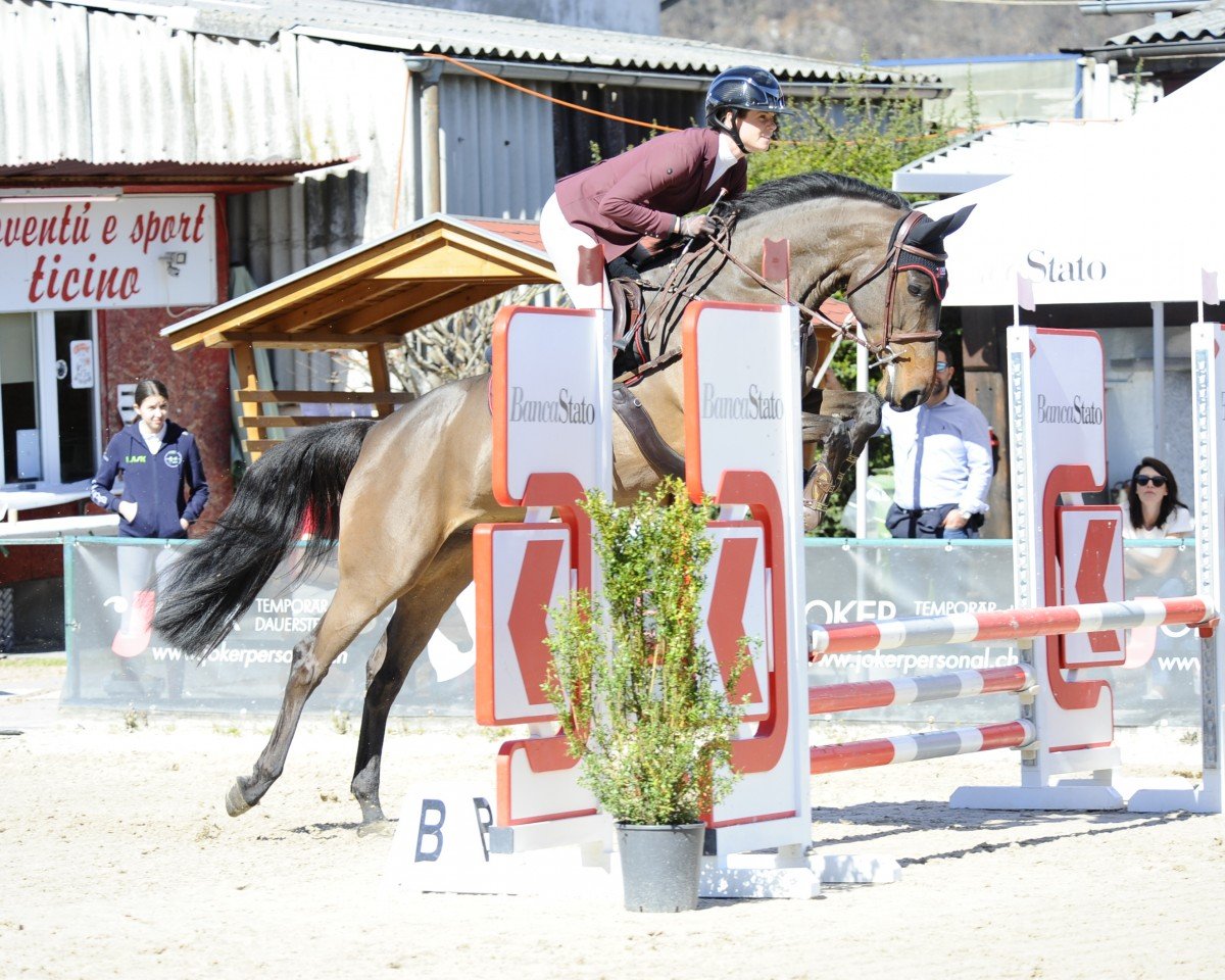 jumper Joker Hermine (Westphalian, 2020, from Hickstead Blue)