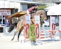 Springpferd Hermine (Westfale, 2020, von Hickstead Blue)