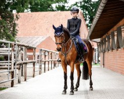 broodmare Durina 37 (German Riding Pony, 2004, from Durello)