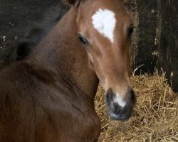 foal by Herzsymphonie (Trakehner, 2024, from Saint Cyr)