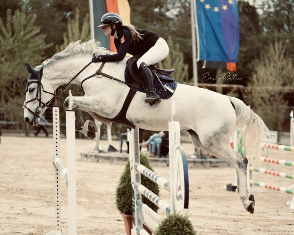 jumper Col's Dream W. (German Sport Horse, 2015, from Col's Cornet W)