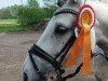 jumper Pretty Girl 51 (German Warmblood, 2013, from Lucky-Man)