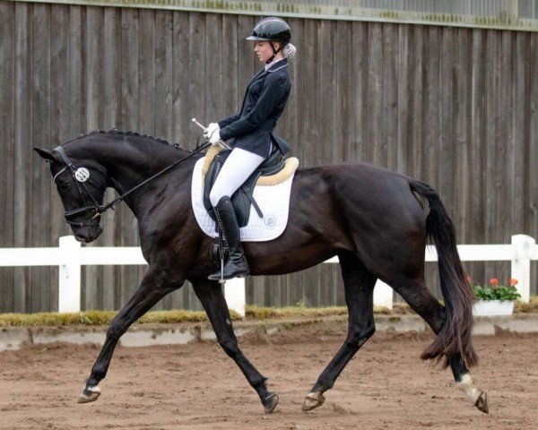 dressage horse Sternchen 469 (Hanoverian, 2012)