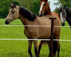 horse Steendieks Candy Blue (Deutsches Reitpony, 2022, from FS Chacco Blue)