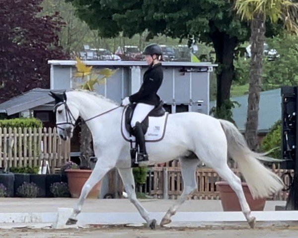 dressage horse Fugger Von Der Lilie (Oldenburg, 2011, from Fürst Fugger)