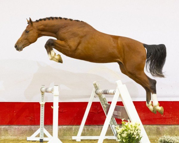 jumper Espoir B Z (Zangersheide riding horse, 2021, from Emerald van 't Ruytershof)