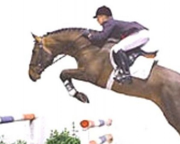 Springpferd Cosimo (Holsteiner, 1999, von Contender)