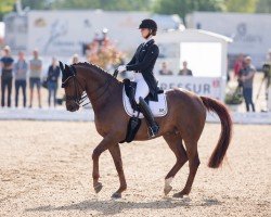 dressage horse Triple A (Westphalian, 2012, from Totilas)