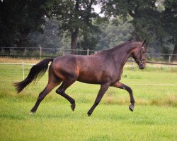 dressage horse Fürst Jazzmatazz H (Oldenburg, 2017, from Fürst Jazz)