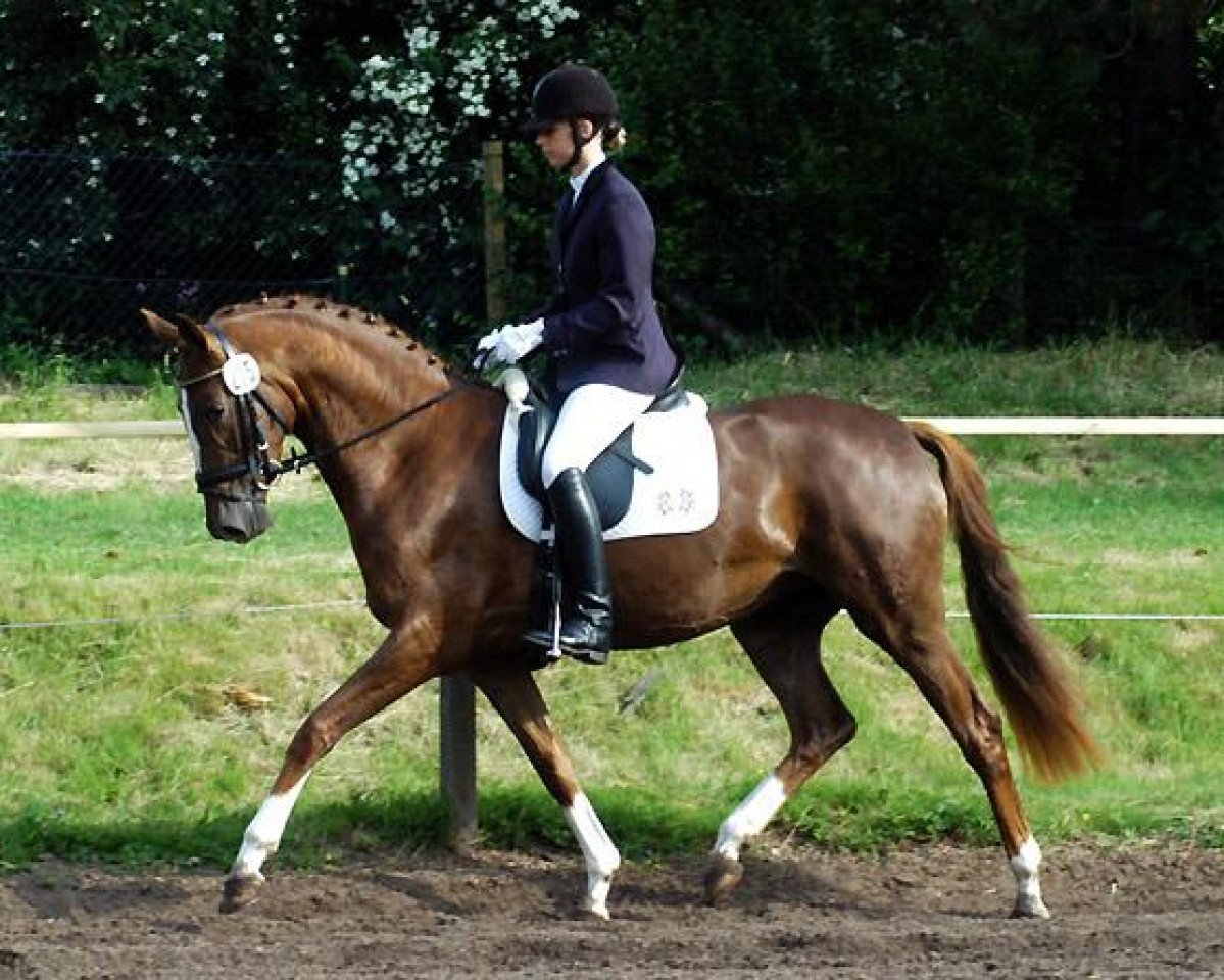 broodmare Kavalou (Trakehner, 2007, from Shavalou)