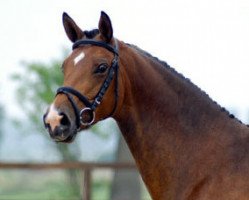 Zuchtstute Schwalbenfee III (Trakehner, 2003, von Freudenfest)