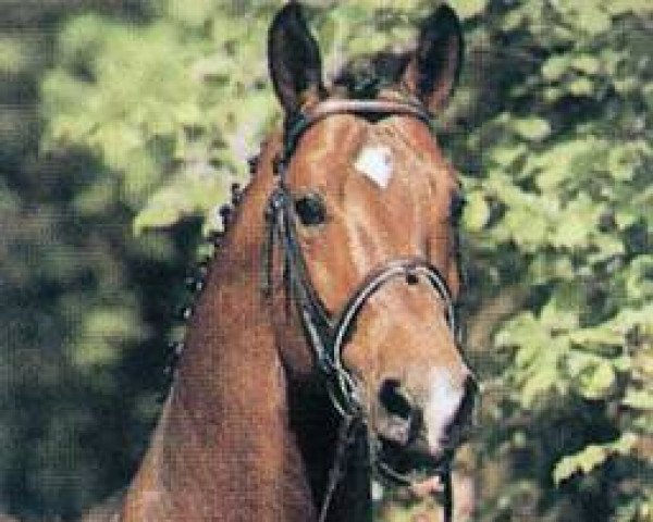 Pferd Drosselklang II (Hannoveraner, 1984, von Don Carlos)