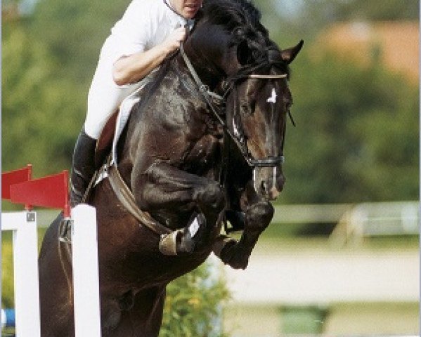 stallion Ramirado (Holsteiner, 1995, from Ramiro Z)