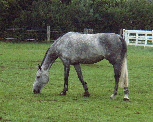 jumper Caresse 9 (Hanoverian, 2004, from Cento)