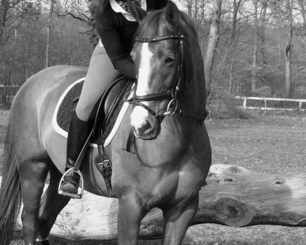 dressage horse Don vitolo (Oldenburg, 2002, from Donnerhall)