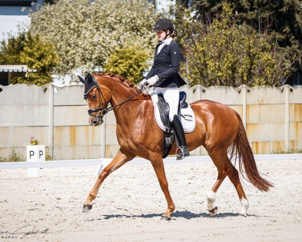 dressage horse Santa Catalina 3 (Hanoverian, 2019, from Sarotti Mocca-Sahne)