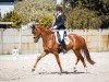 dressage horse Santa Catalina 3 (Hanoverian, 2019, from Sarotti Mocca-Sahne)