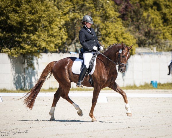 dressage horse Emilson (Hanoverian, 2019, from Escamillo)