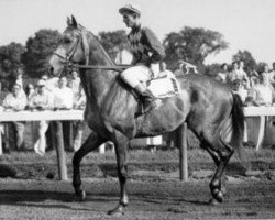 stallion Native Dancer xx (Thoroughbred, 1950, from Polynesian xx)